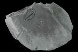 Elrathia Trilobite Fossil - Utah - House Range #139539-1